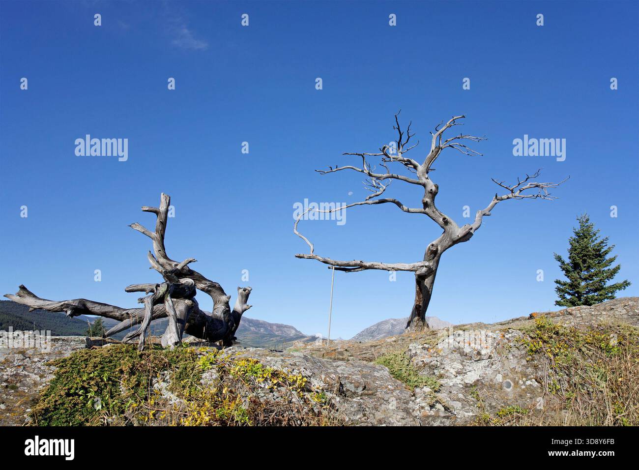 The Burmis tree, a limber pine, is a heritage site in the Crowsnest ...