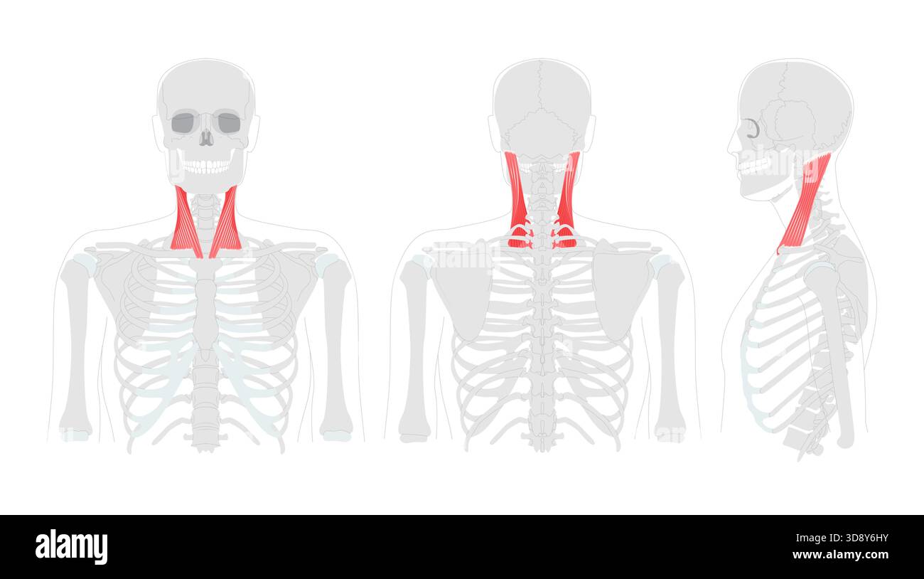 Sternocleidomastoid - Human neck muscle anatomy chart, inserts at ...