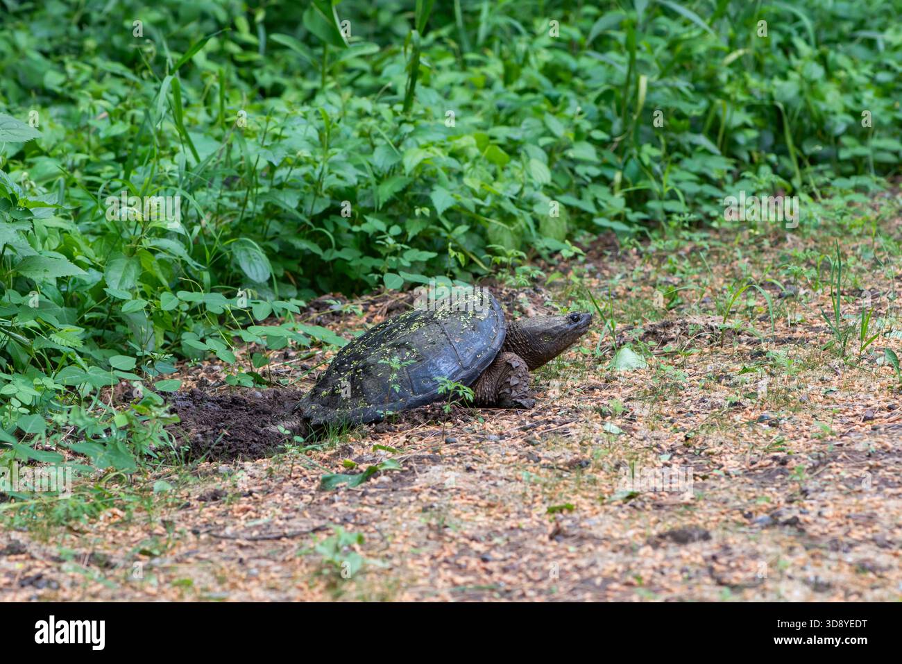 Vadnais Heights, Minnesota. John H. Allison Forest. A female Common Snapping Turtle, Chelydra serpentina digging a hole in the ground to lay her eggs. Stock Photo