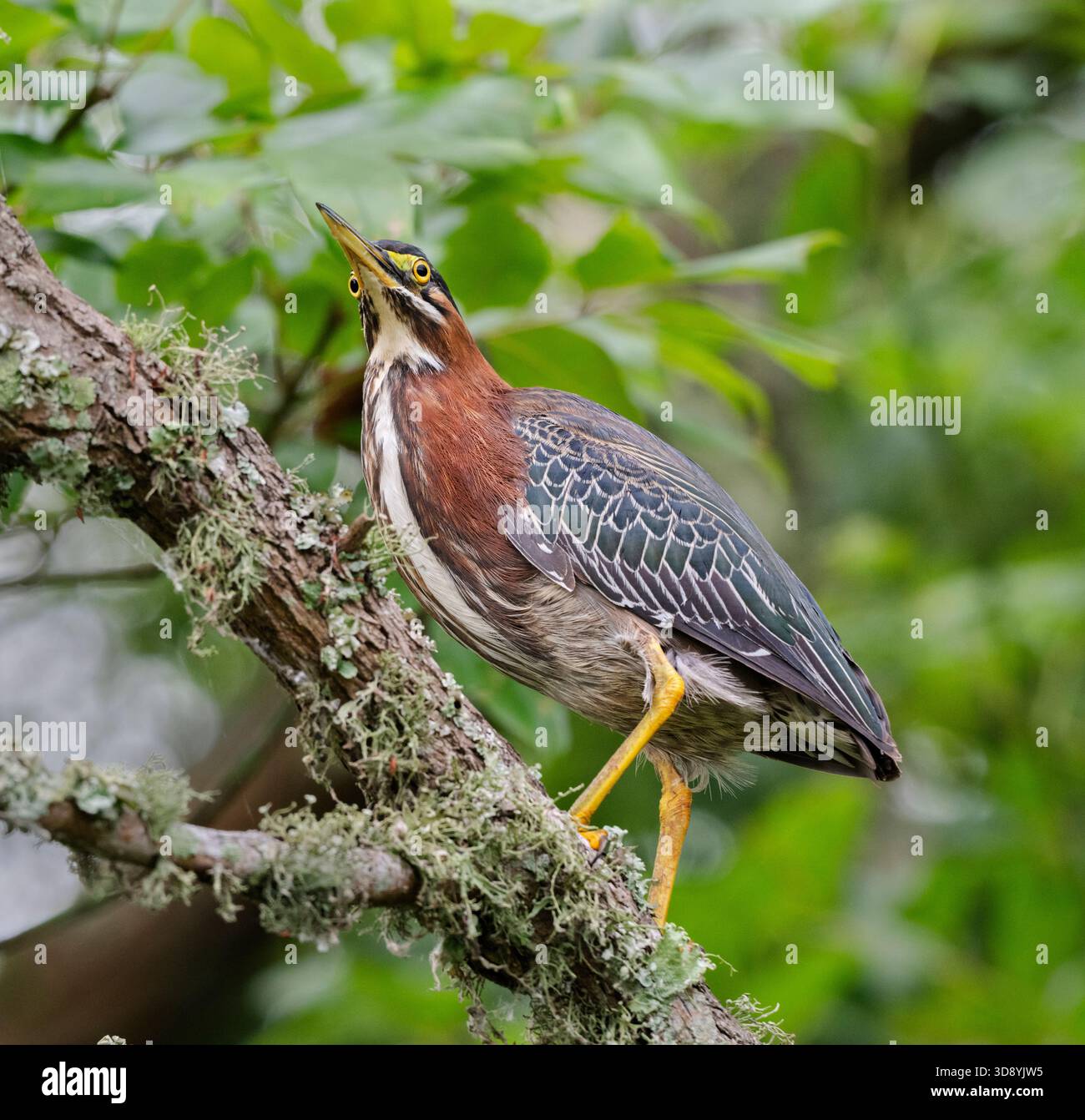 Green heron (Butorides virescens) perched on tree branch in Cullinan Park, Texas Stock Photo