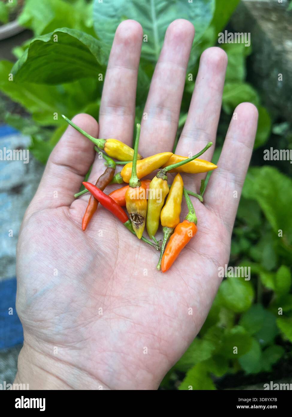 chili harvest - Smartphone Captured Stock Image
