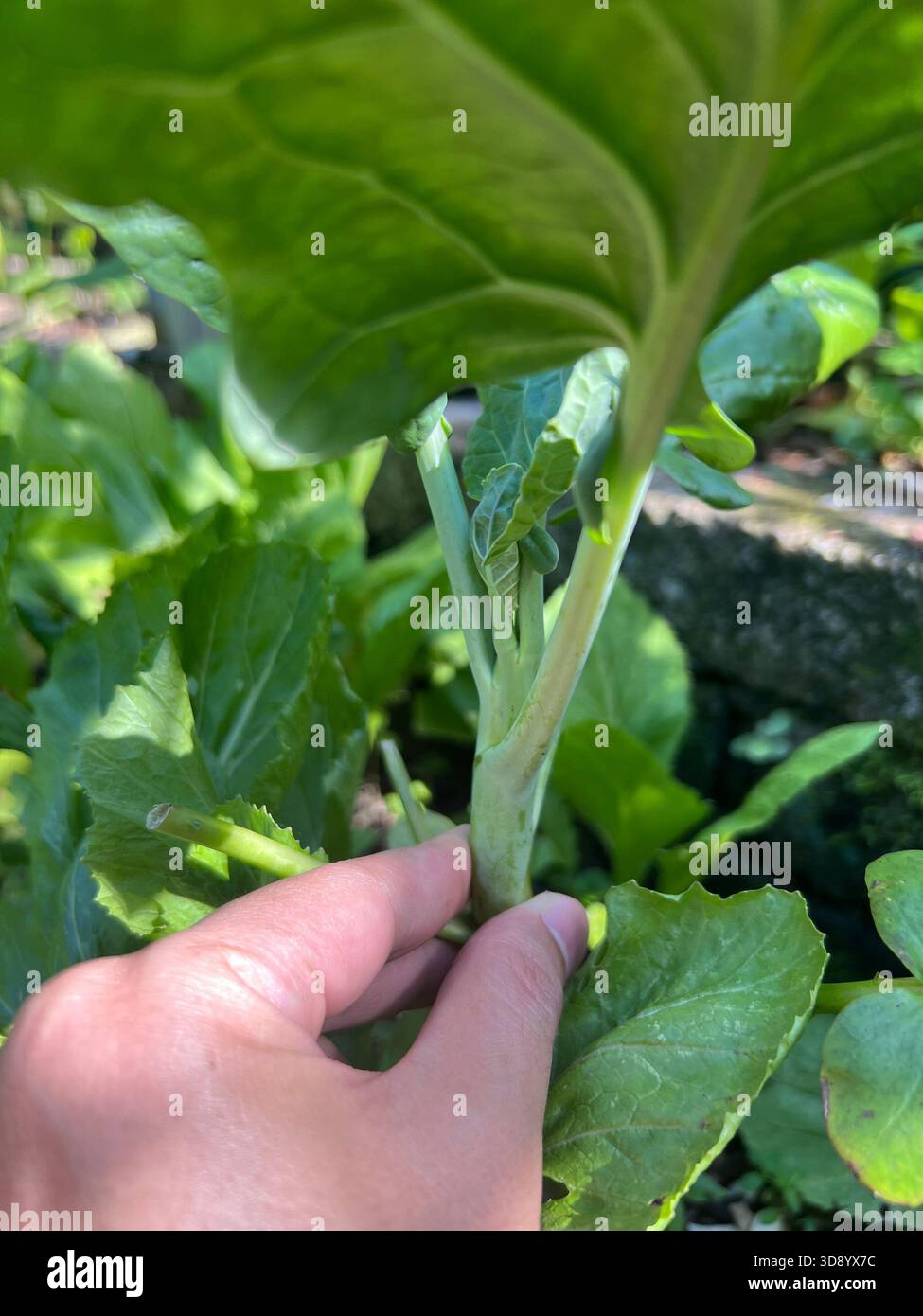 documentation of a hand demonstrating the stalk and base of large, green vegetable leaves - Smartphone Captured Stock Image