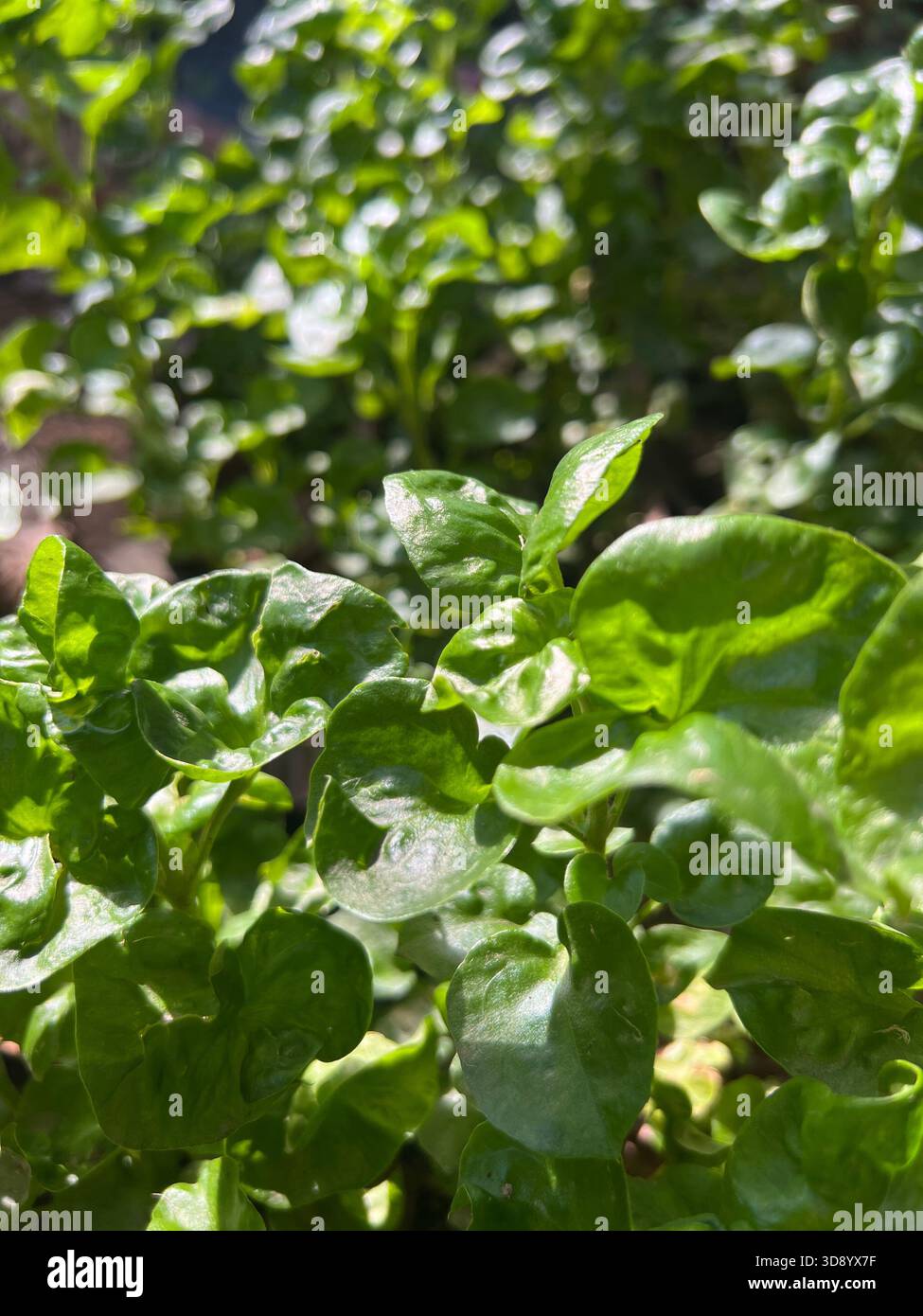 macro perspective of dense, succulent ground cover foliage, characterized by small, glossy, round leaves reflecting strong sunlight - Smartphone Captured Stock Image