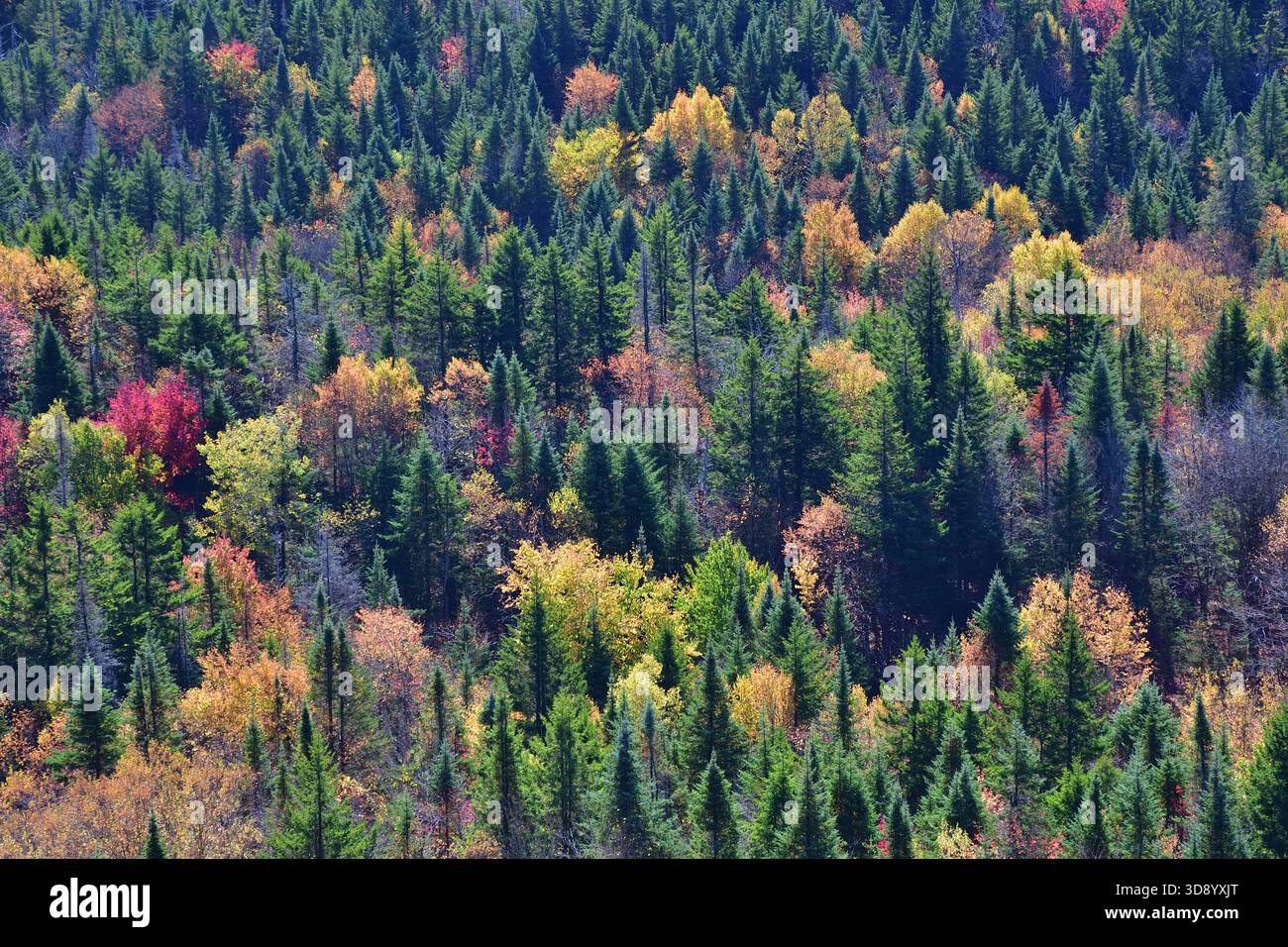 Vibrant eye color hi-res stock photography and images - Alamy