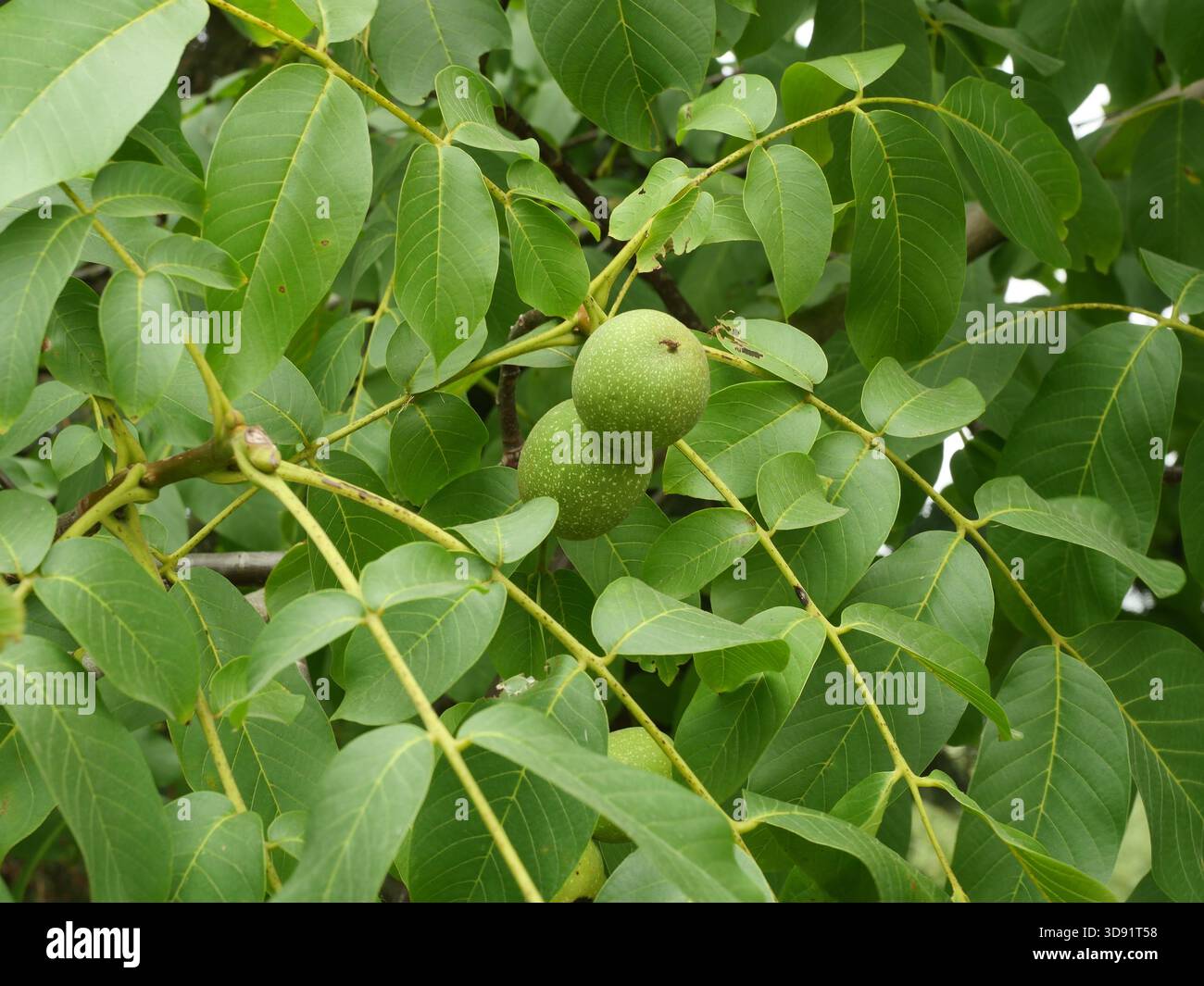 Three green walnuts hang on a branch with compound leaves. Copyspace. Stock Photo