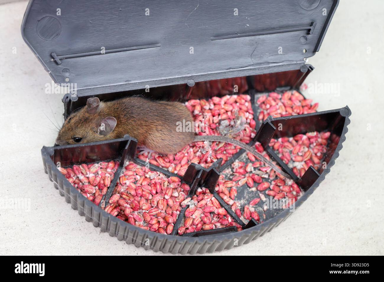 A mouse inside a rodent bait station filled with poisoned grain. The container is open. Stock Photo