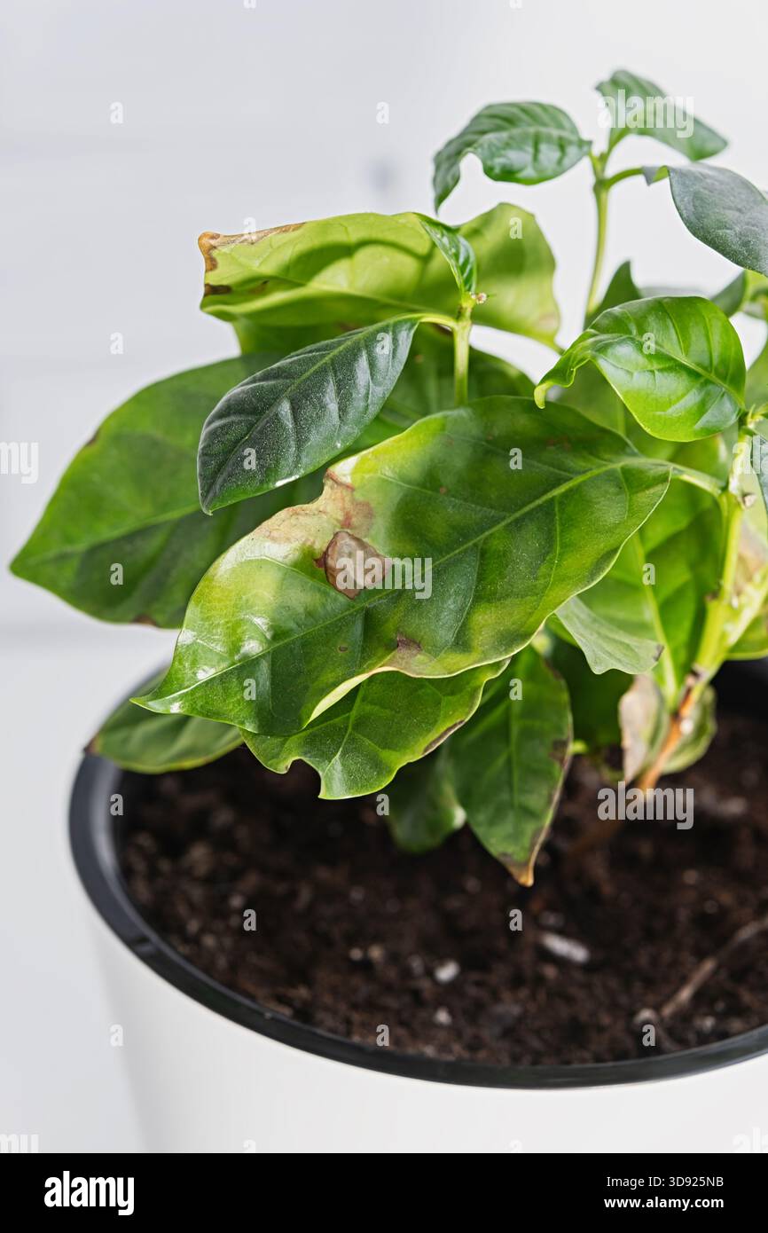 easiest plants to take care of Easy Care Plant Bundle main image 0