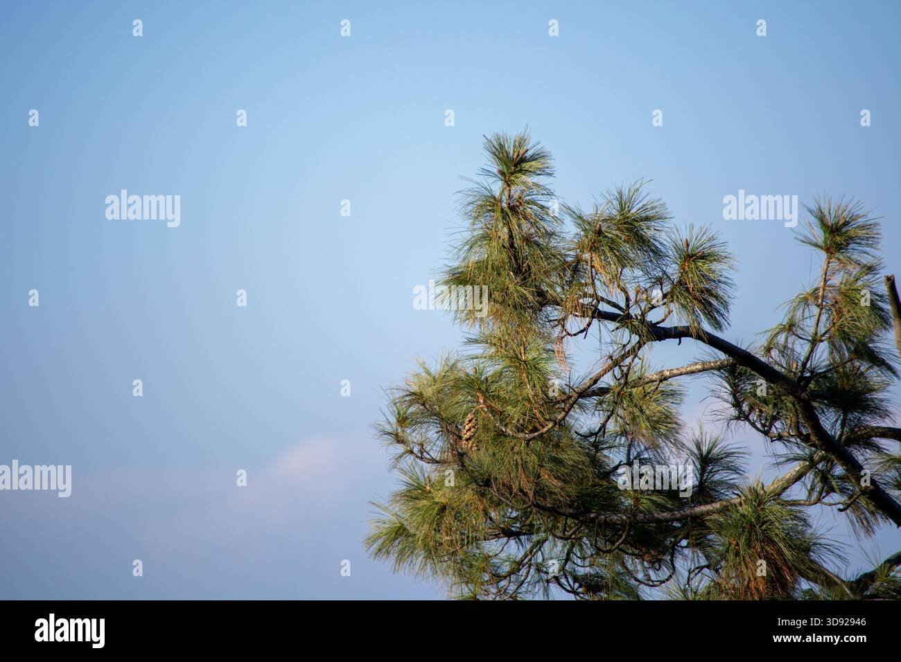 Chirpine Tree The image features a Chir pine tree (Pinus roxburghii) against a blue ...