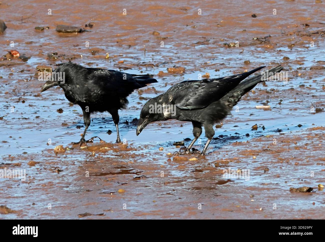 CARRION CROW,  pair on a muddy seashore, UK. Stock Photo