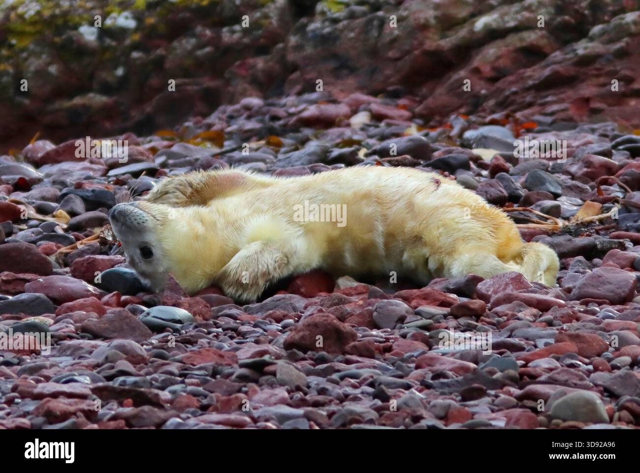 GREY SEAL pup, UK. Stock Photo