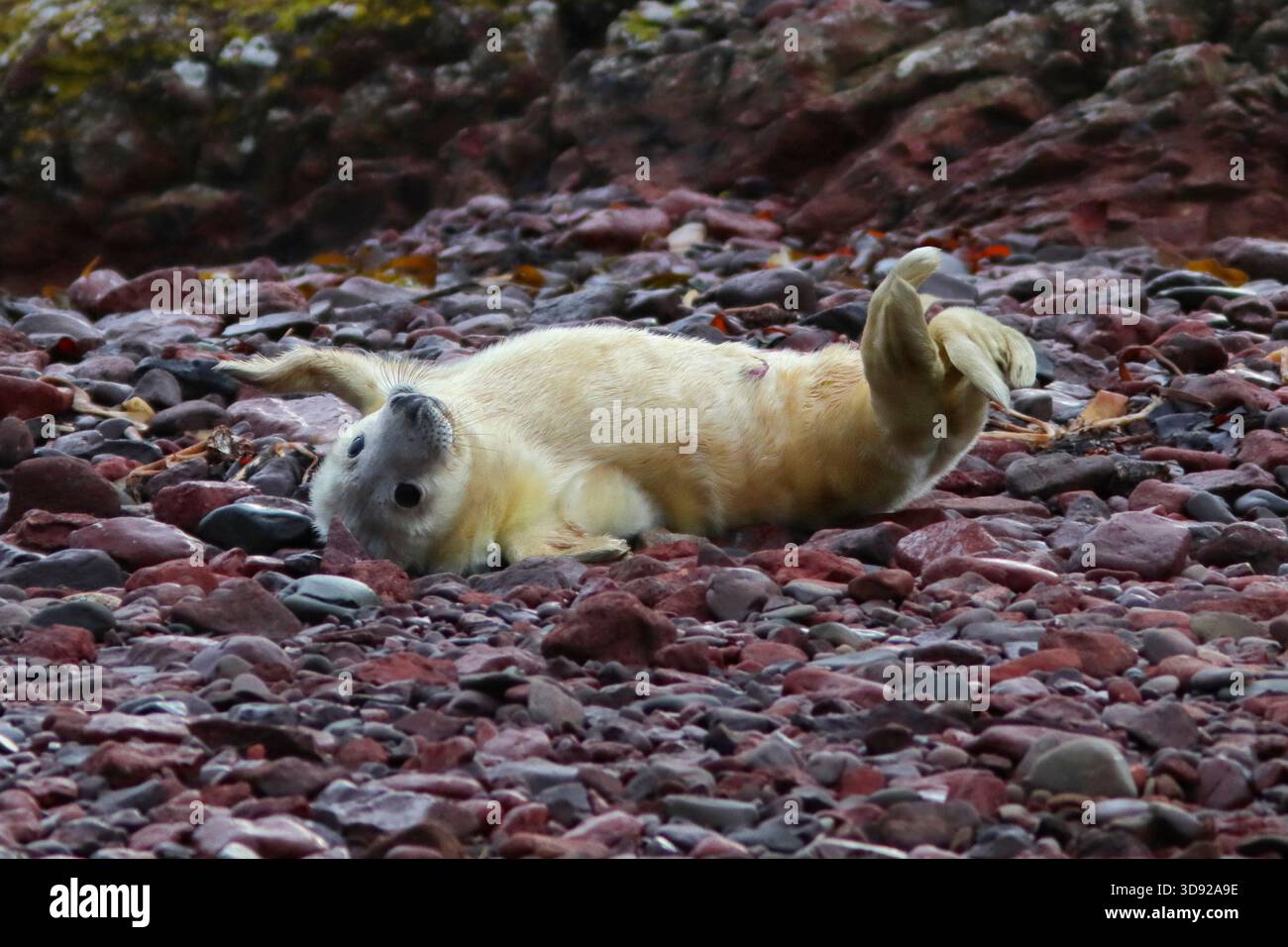 GREY SEAL pup (Halichoerus grypus), UK. Stock Photo