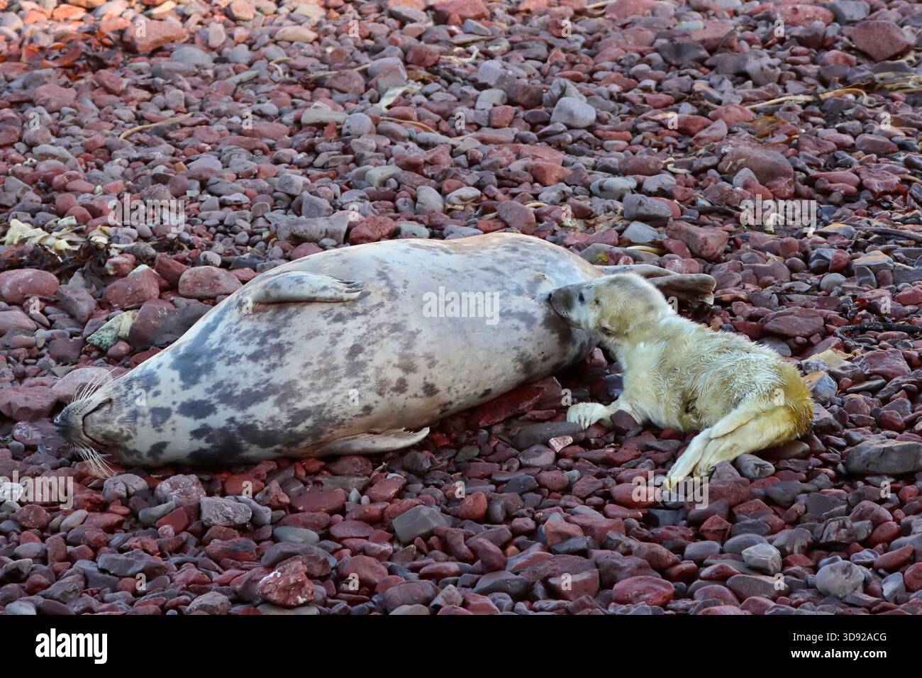 GREY SEAL pup suckling from its mother, UK. Stock Photo