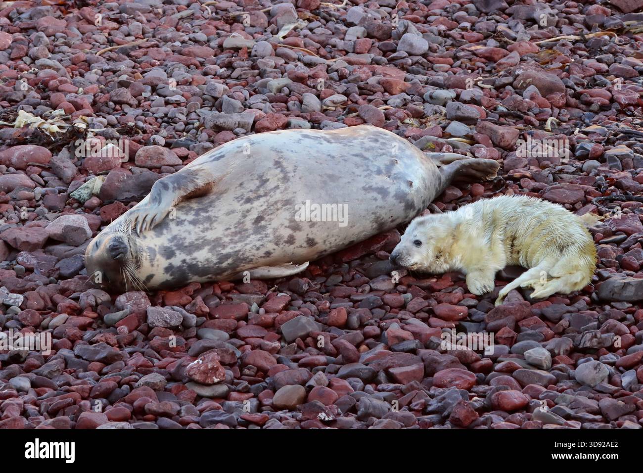 GREY SEAL mother and pup, UK. Stock Photo