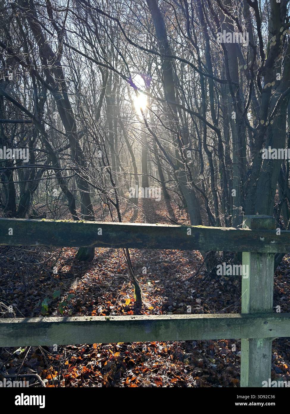 Winter sun streaming through trees in a forest Stock Photo