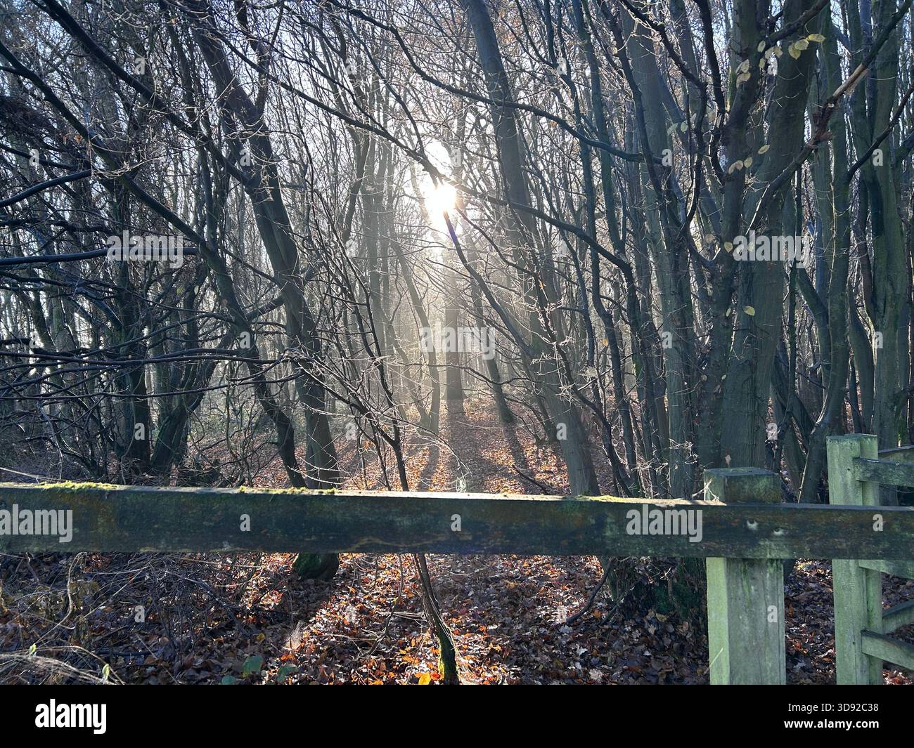 Winter sun streaming through trees in a forest Stock Photo