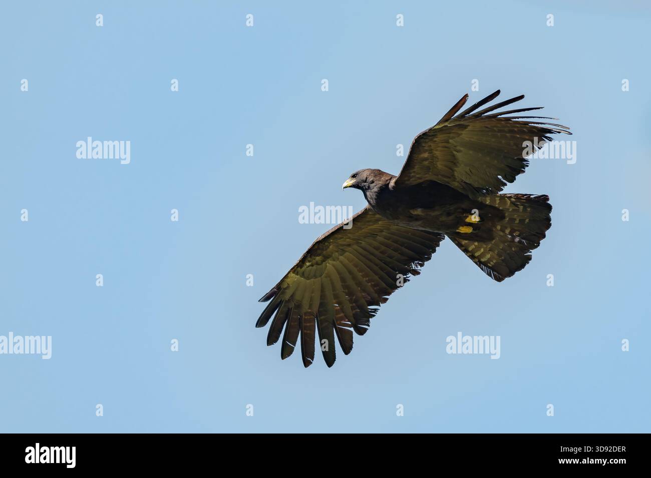 Black eagle,Ictinaetus malaiensis, fly view from the side Stock Photo