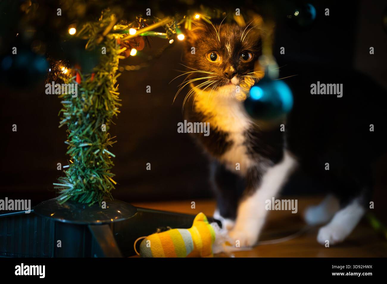 Black and white kitten at Christmas Stock Photo