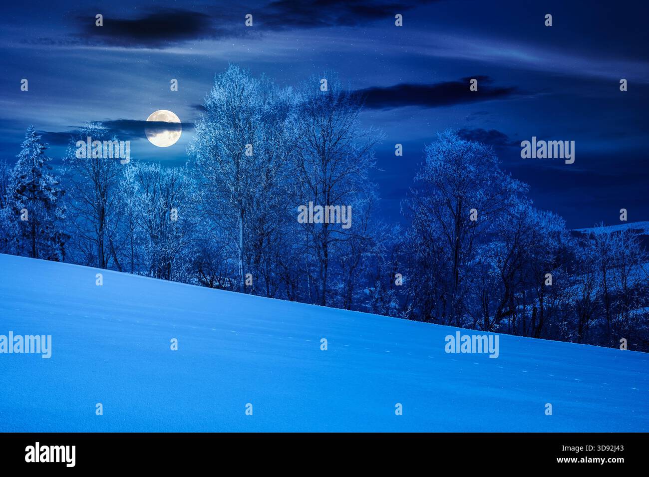 trees in hoarfrost on snow covered meadow at night. beautiful mountainous countryside landscape in full moon light. cold winter atmosphere. background Stock Photo