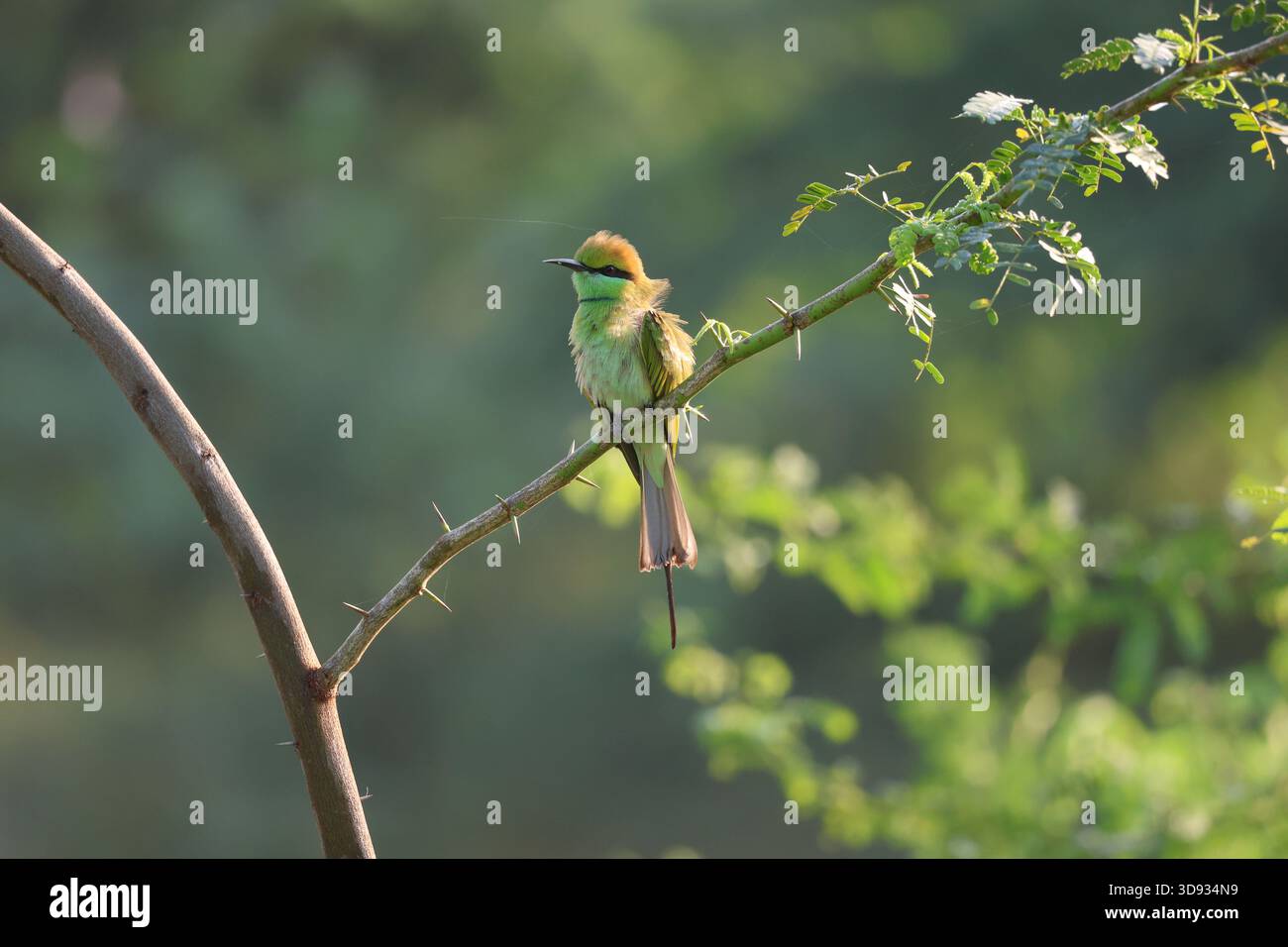 Little bee eater on a twig hi-res stock photography and images - Alamy