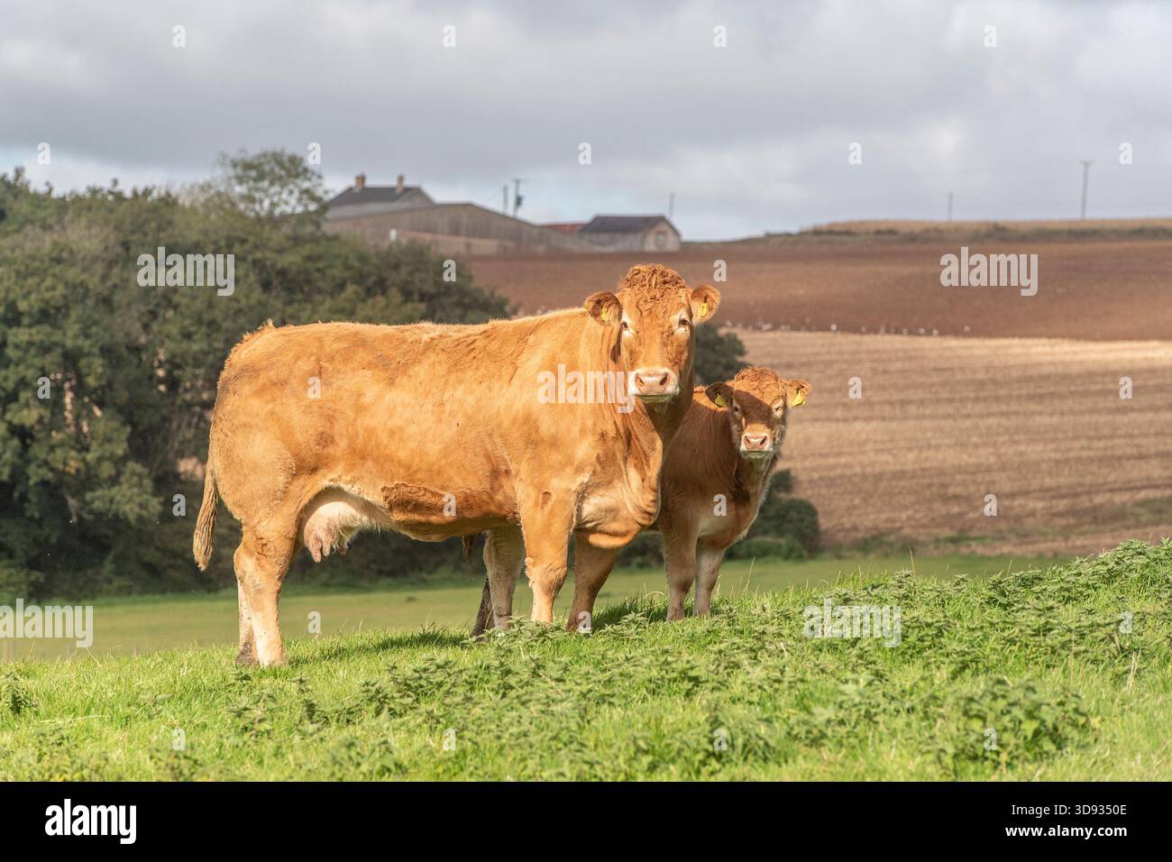 South Devon cow and calf standing in a field Stock Photo - Alamy