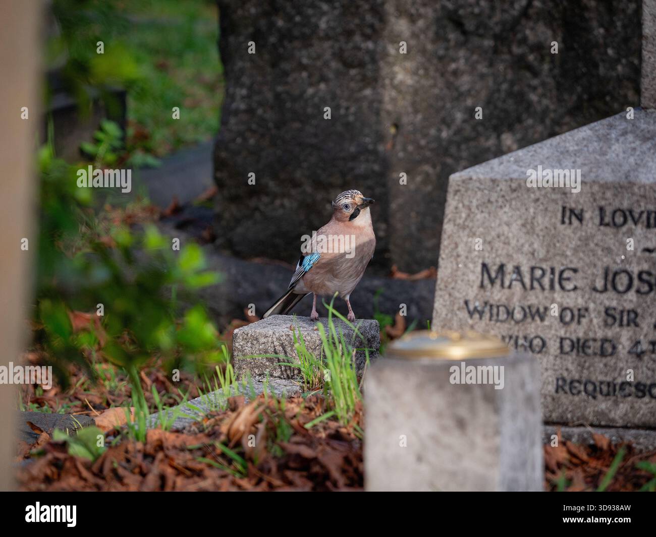 A Eurasian Jay bird perched on a stone grave marker in the historic Brompton Cemetery, London. Stock Photo