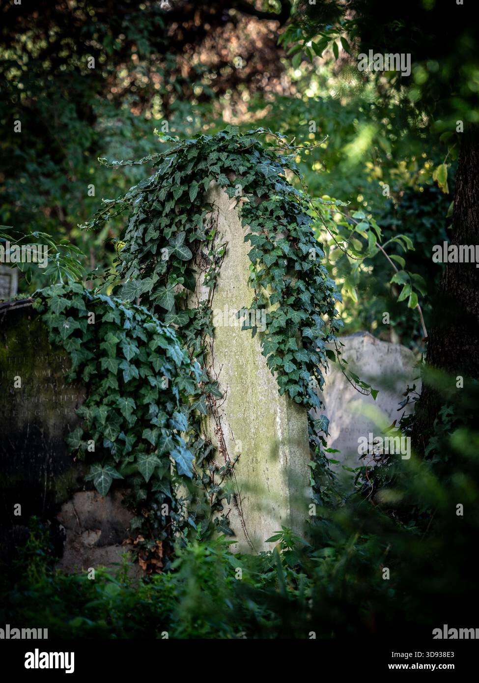A Victorian headstone completely overgrown with thick green ivy in Brompton Cemetery, London. Stock Photo