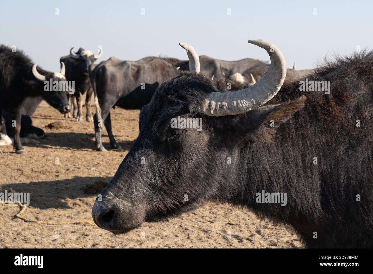 Marsh buffalo herd grazing beside freshwater channel at sunrise Stock Photo