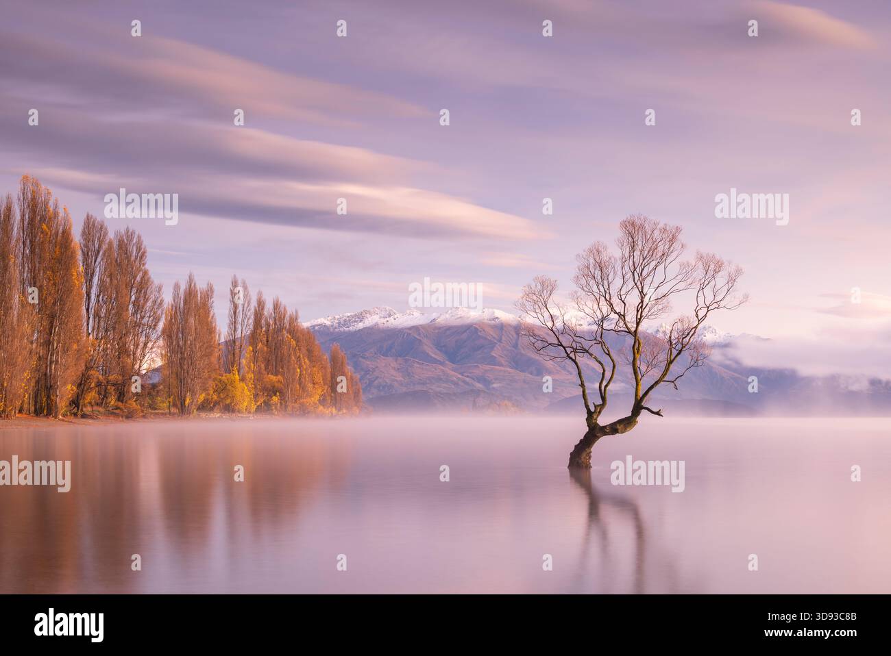The lone tree on a beautiful autumnal morning on Lake Wanaka, Otago, South Island, New Zealand.  Autumn (May) 2025. Stock Photo