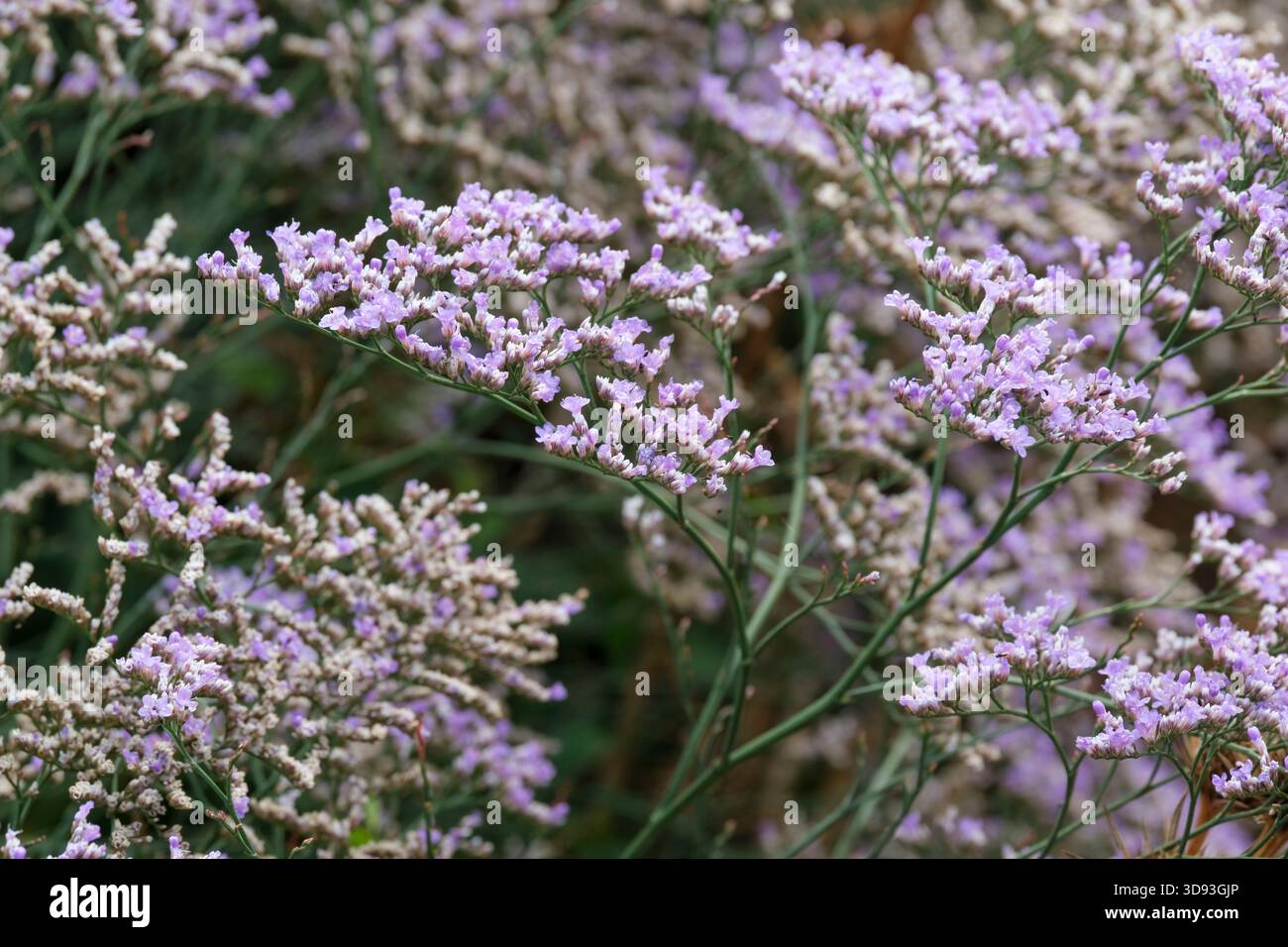 Sea lavender limonium latifolium blue hi-res stock photography and ...