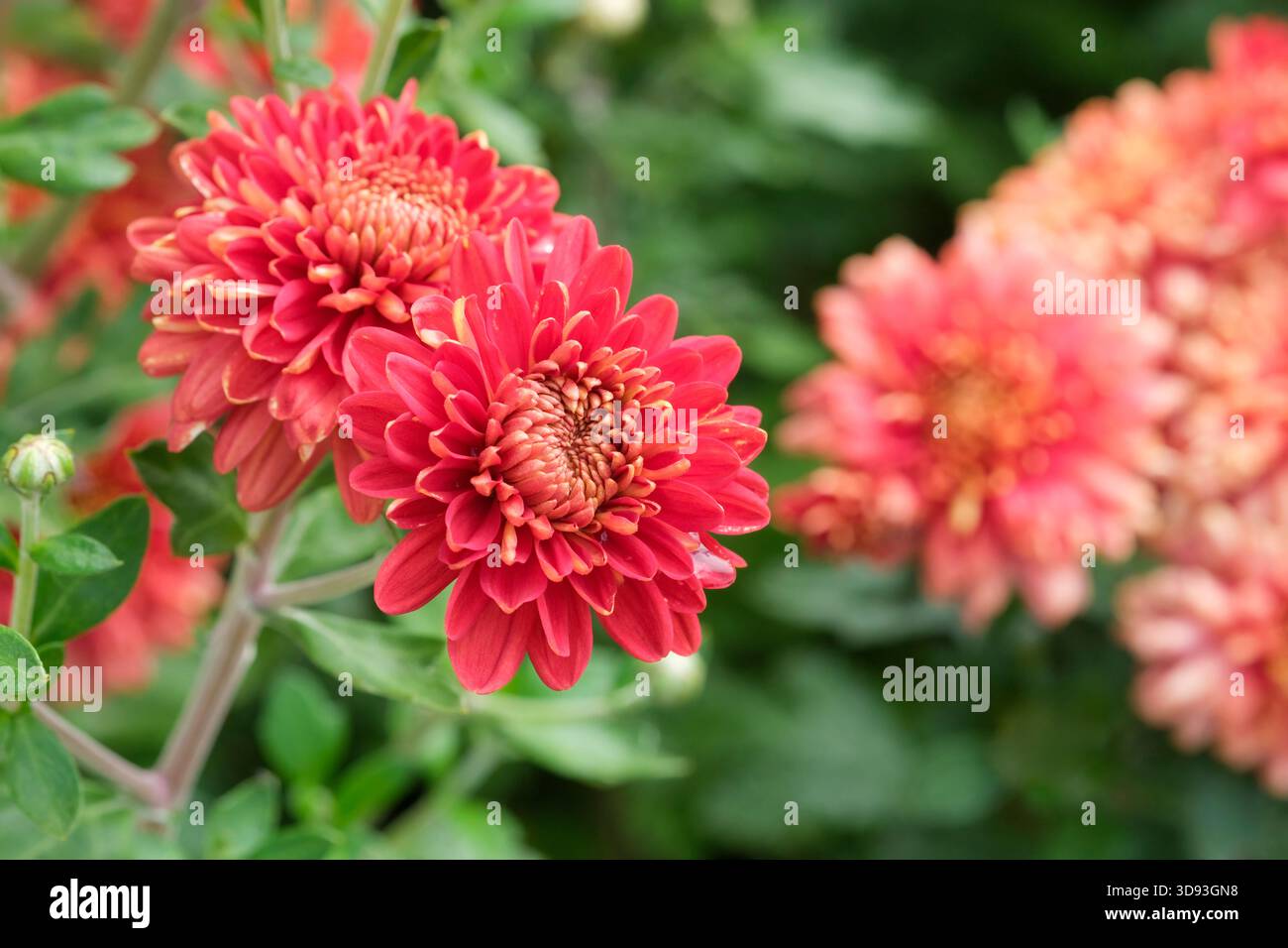 Chrysanthemum Spartan Fire, Dendranthema Spartan Fir,  outdoor flowering spray variety, intense fiery red flowers Stock Photo