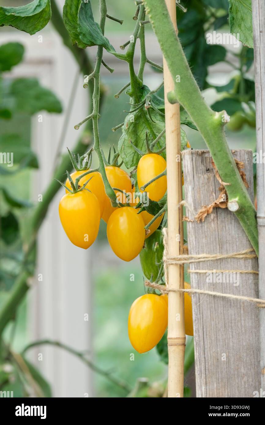Tomato Bliss, Solanum lycopersicum Bliss, Almond-shaped yellow cherry tomato with hints of green stripes Stock Photo