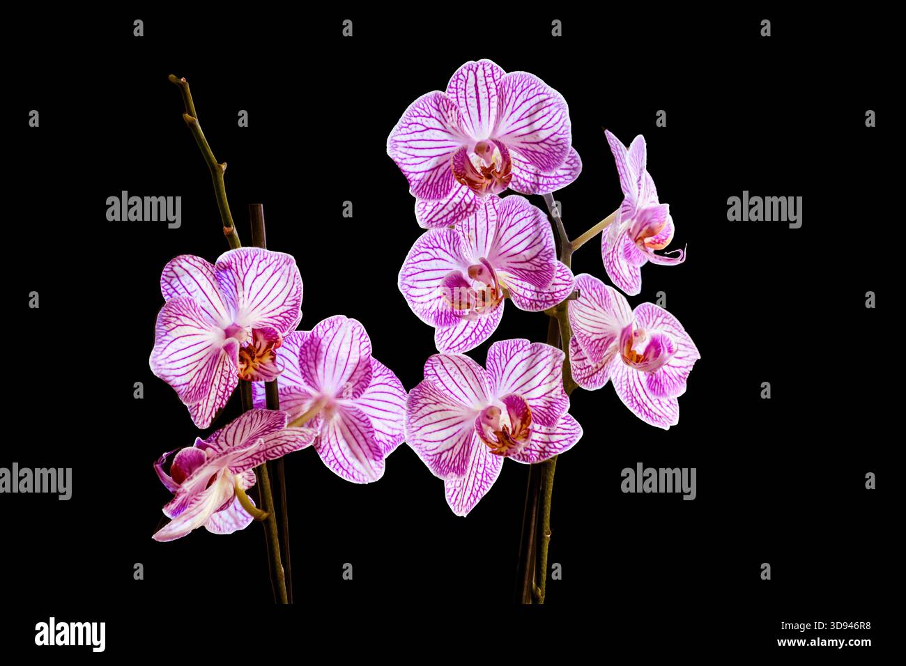 Zwarte achtergrond hi-res stock photography and images - Alamy, image size:1300x956