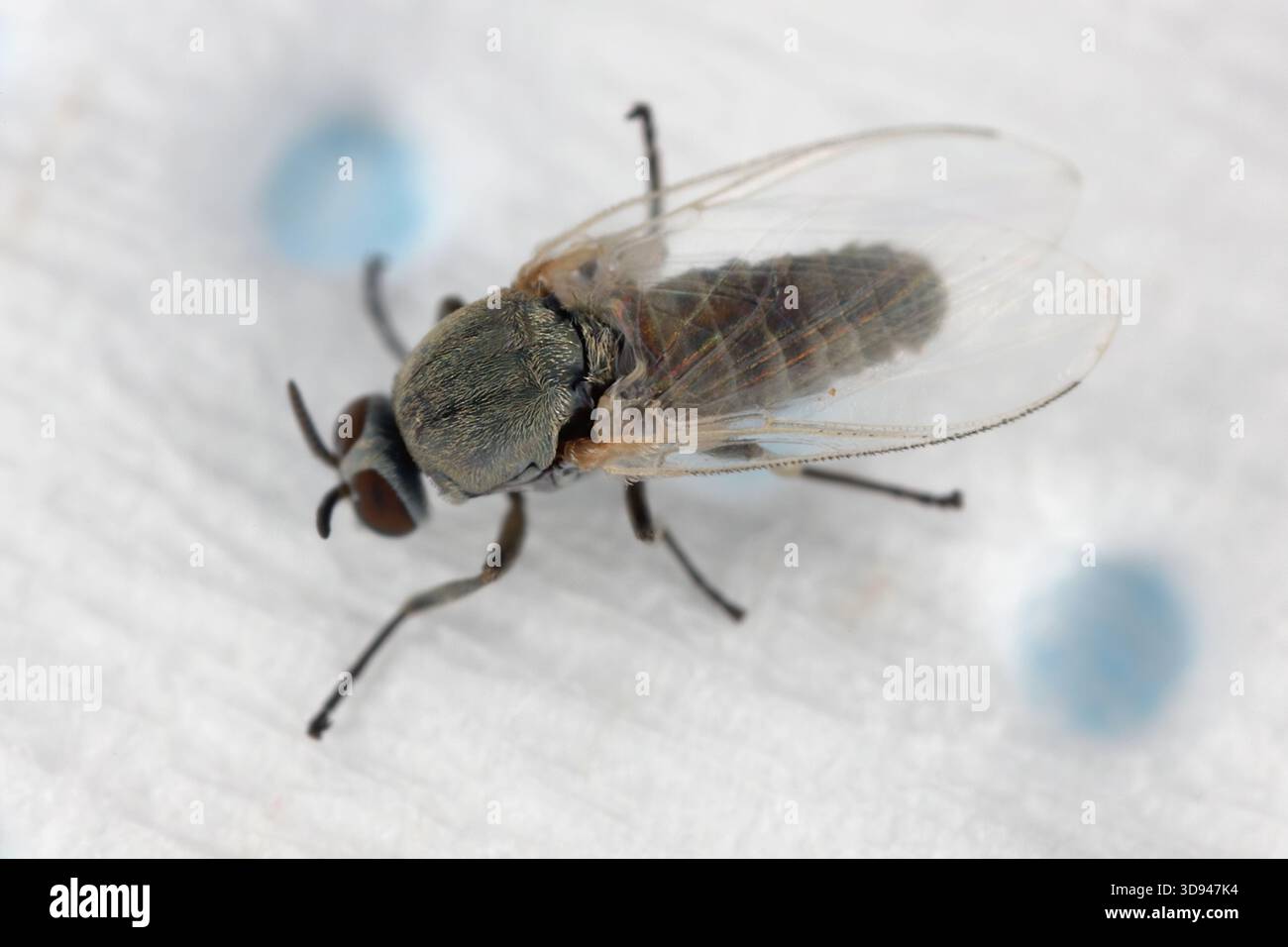 Sand fly feeding on a human hi-res stock photography and images - Alamy