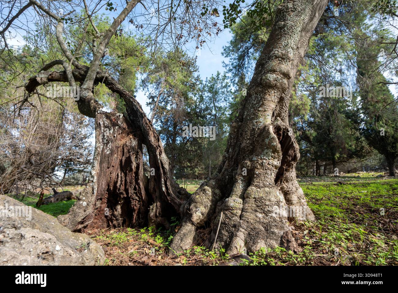 Ancient oak tree on Mount Carmel Israel Stock Photo - Alamy