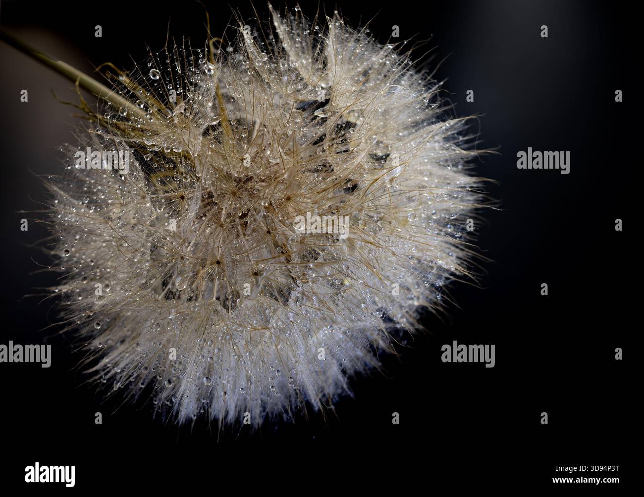 Macro dandelion seed head with water droplets on delicate filaments, bright reflections contrasting with dark background Stock Photo