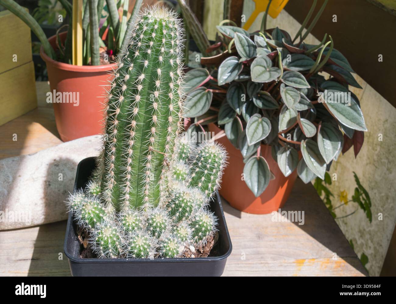 Closeup of a potted clustering Golden Easter Lily Cactus Echinopsis aurea shaferi with white spines next to a Peperomia houseplant indoors Stock Photo