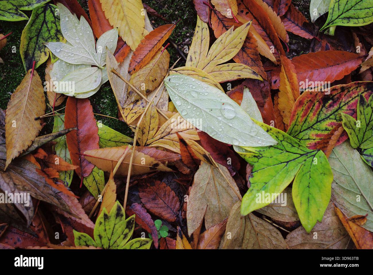 Harmonious color palette create hi-res stock photography and images - Alamy