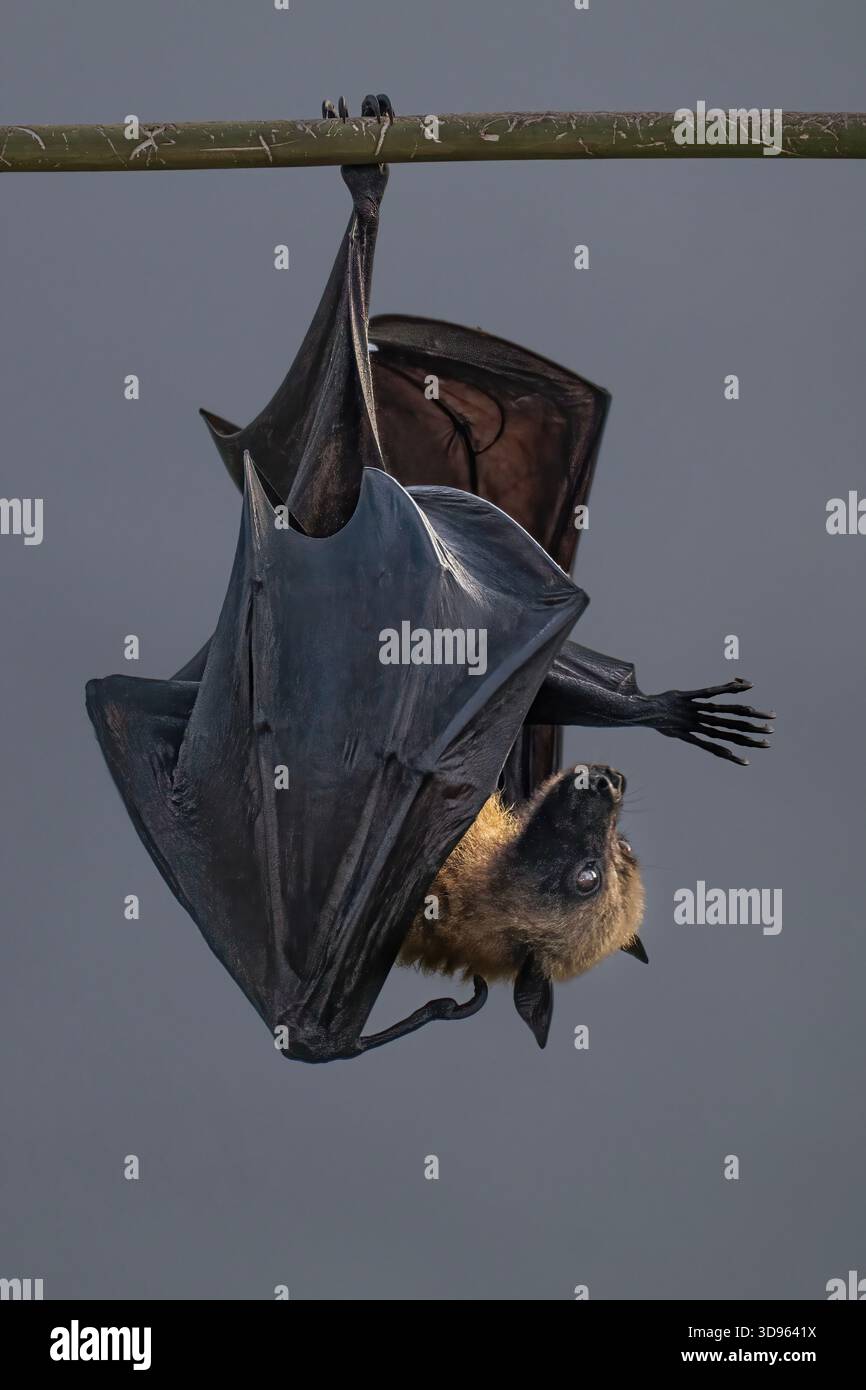 A flying fox (fruit bat) resting in a tropical forest during daylight ...
