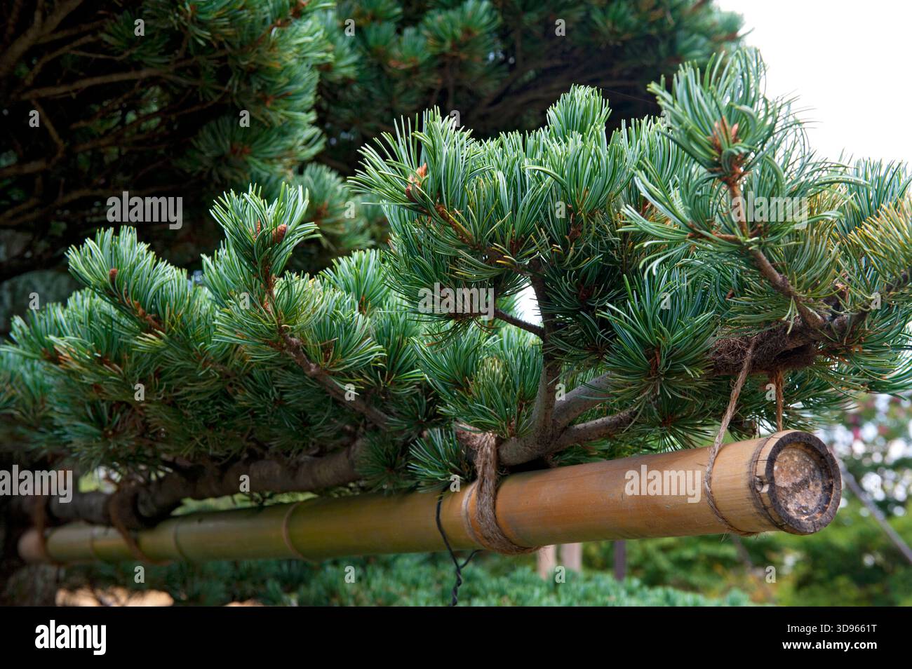Pine matsu tree in japan hi-res stock photography and images - Alamy
