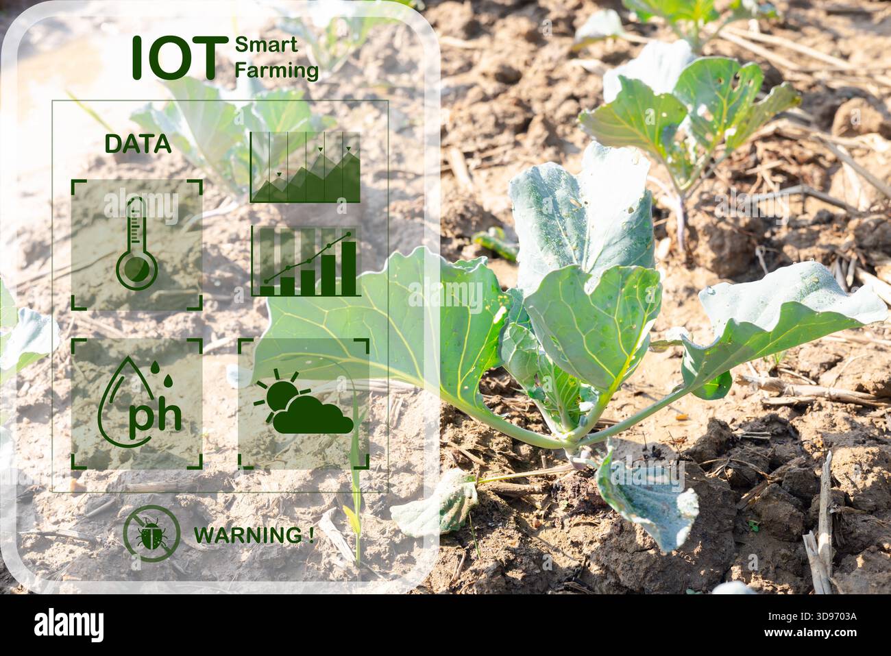 Technology smart farm. Vegetable plant seedlings in cultivated agricultural field with graphic concepts. Modern agricultural technology, digital farm, Stock Photo