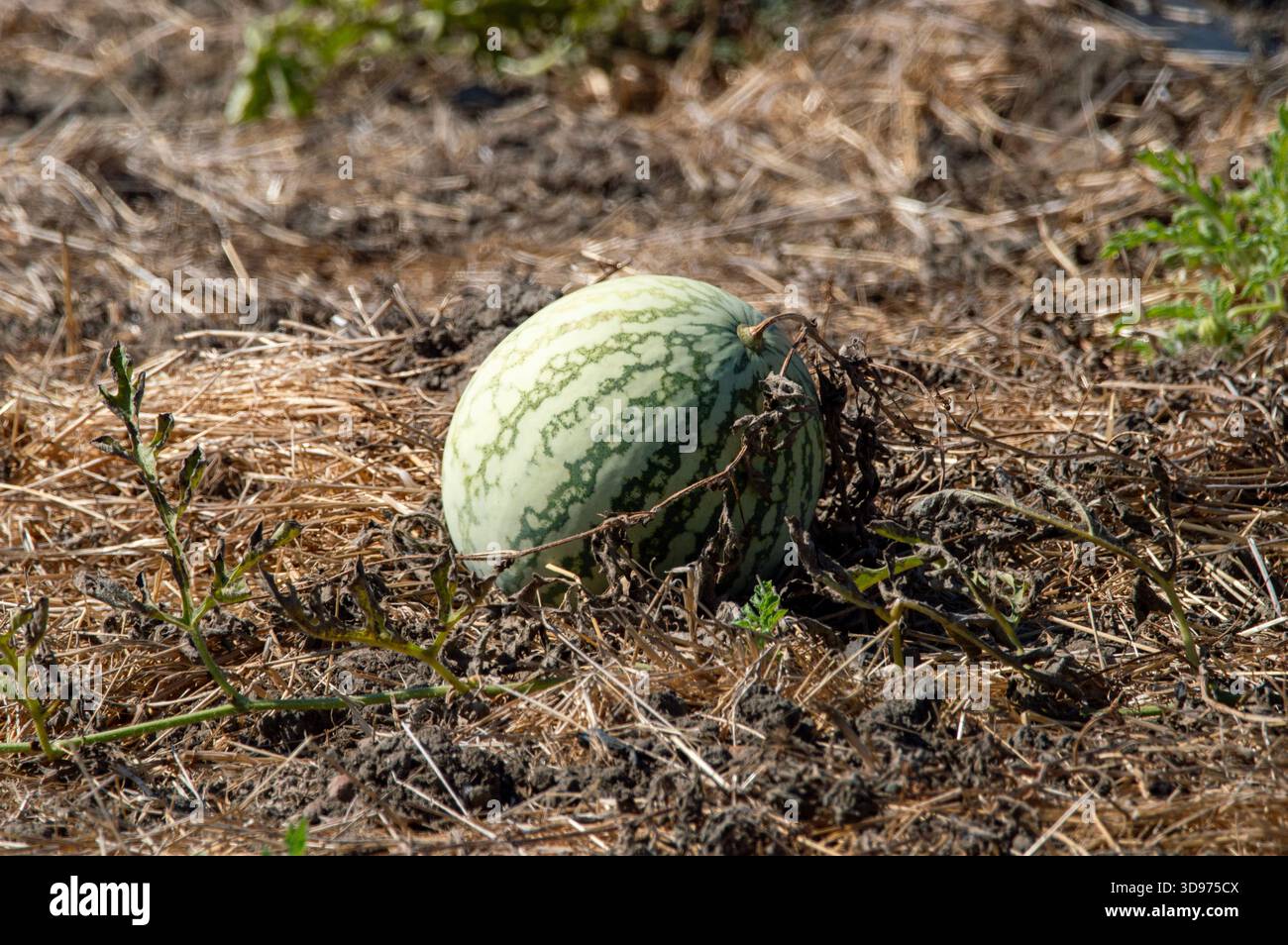 Cultivo de maduración hi-res stock photography and images - Alamy