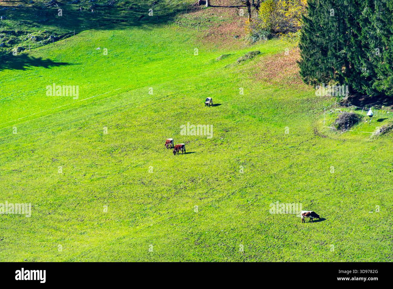 Cattle Pasture in Austrian Alps Stock Photo - Alamy