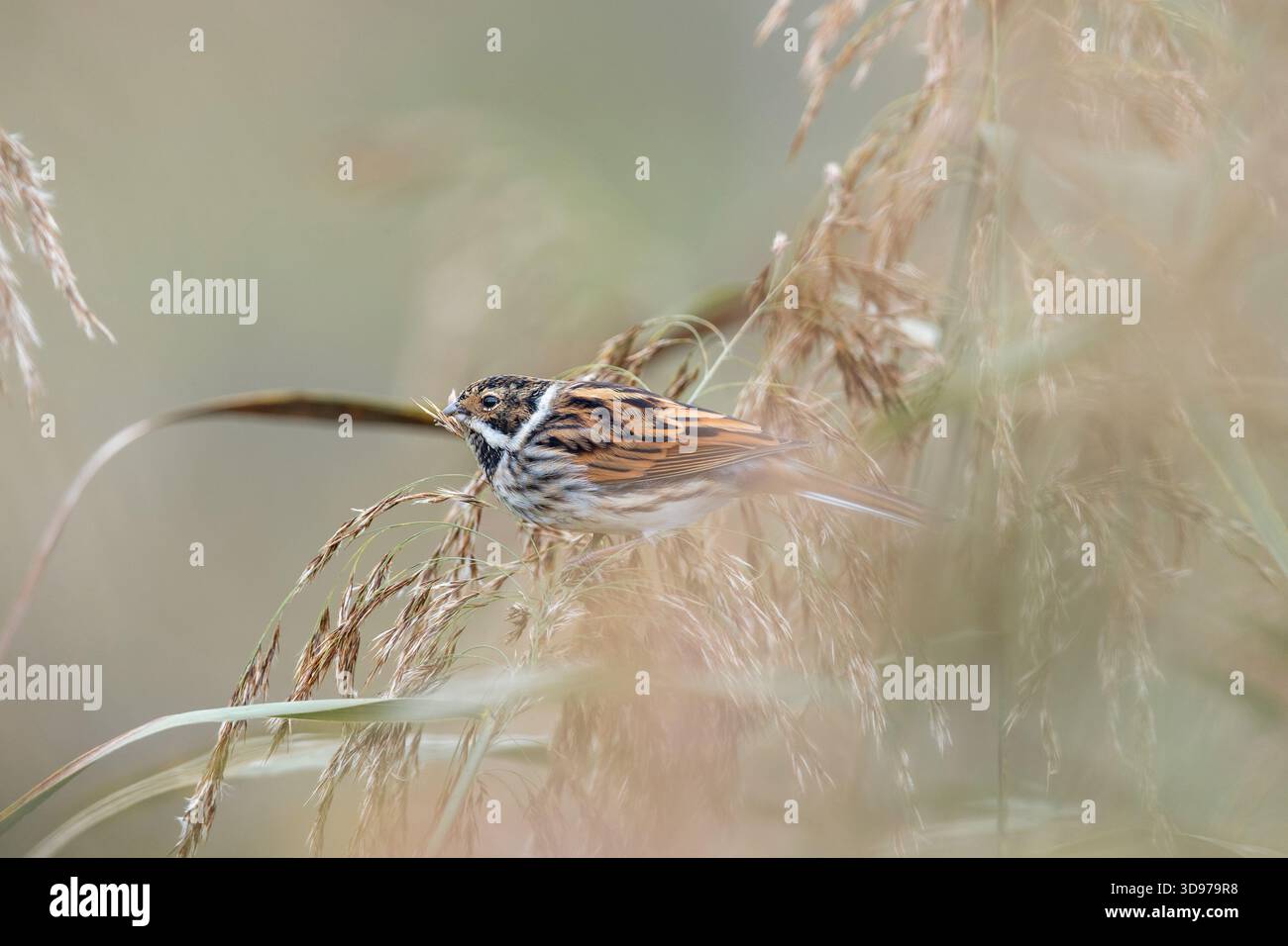 Reed Bunting; Emberiza schoeniclus; UK Stock Photo