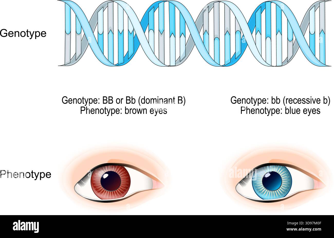 Human genetic inheritance Stock Vector Images - Alamy, image size:1300x926