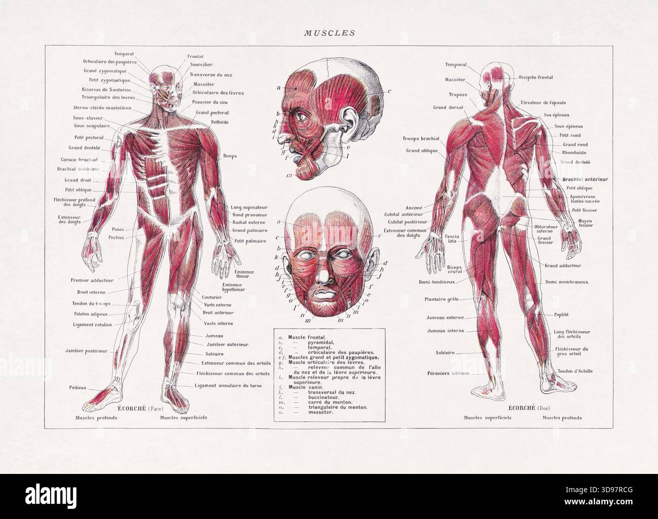 F Rence Muscles Medical illustration about myology (the study of muscles), from an old ...