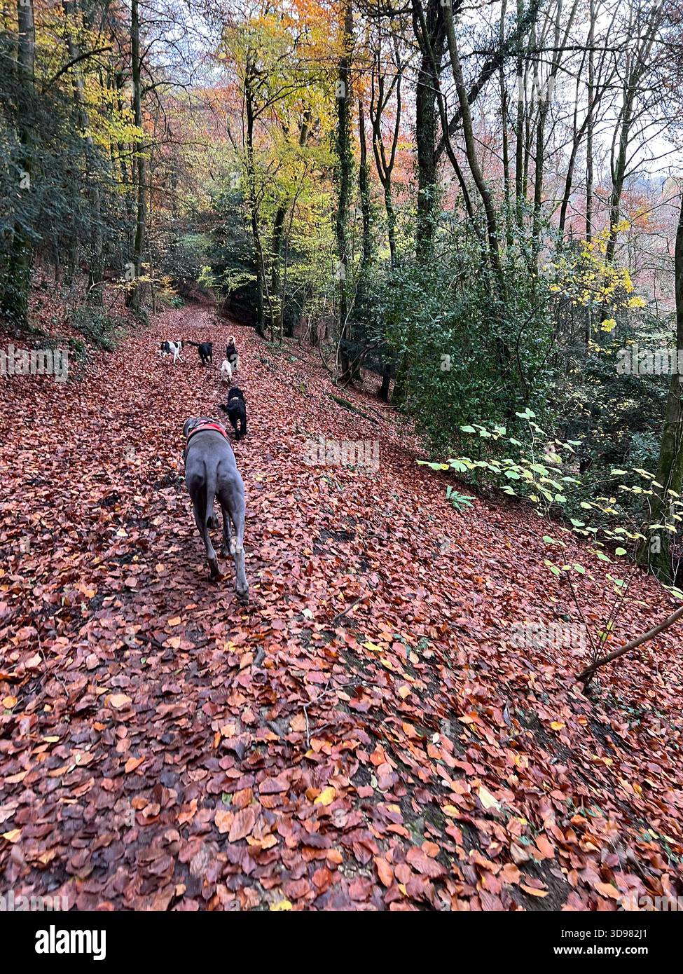 Three Dogs Walking on Leaf-Covered Autumn Forest Path, UK Woodland Scene Cotswolds - Smartphone Captured Stock Image
