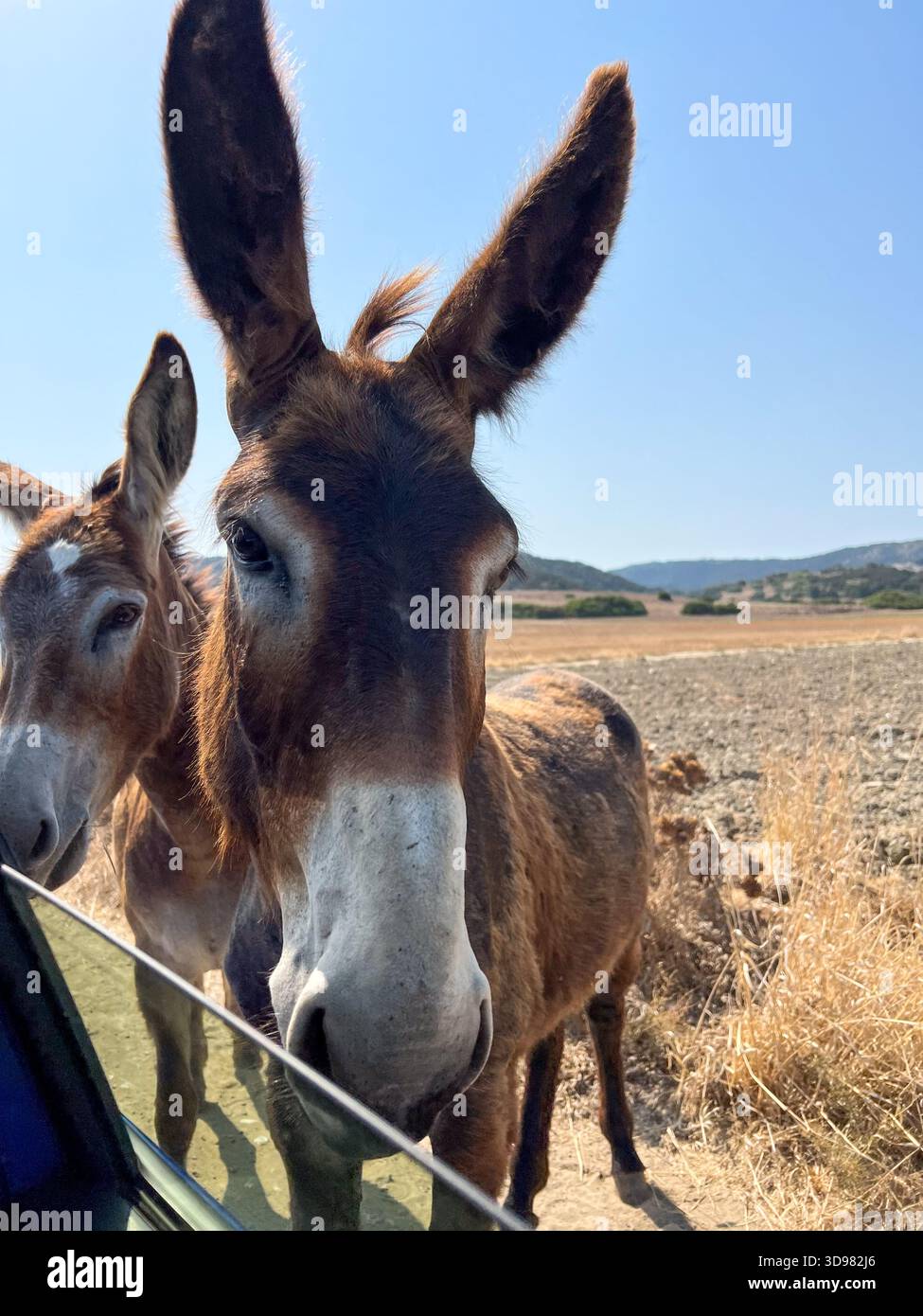 Donkey in field Cyprus - Smartphone Captured Stock Image