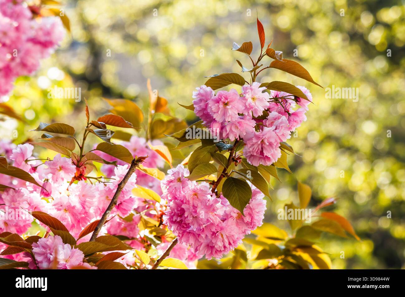 cherry blossom of sakura tree with pink flowers. beautiful nature background on sunny day in spring. image with flowering branch on hanami season. uzh Stock Photo