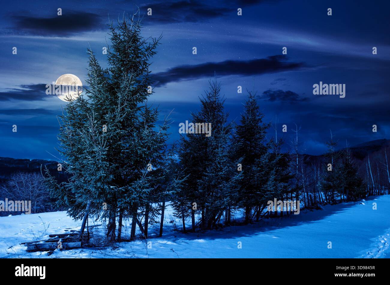 row of spruce trees on top of snow covered hill in winter at night. beautiful scenery on a cloudy day in mountains in full moon light. holiday backgro Stock Photo