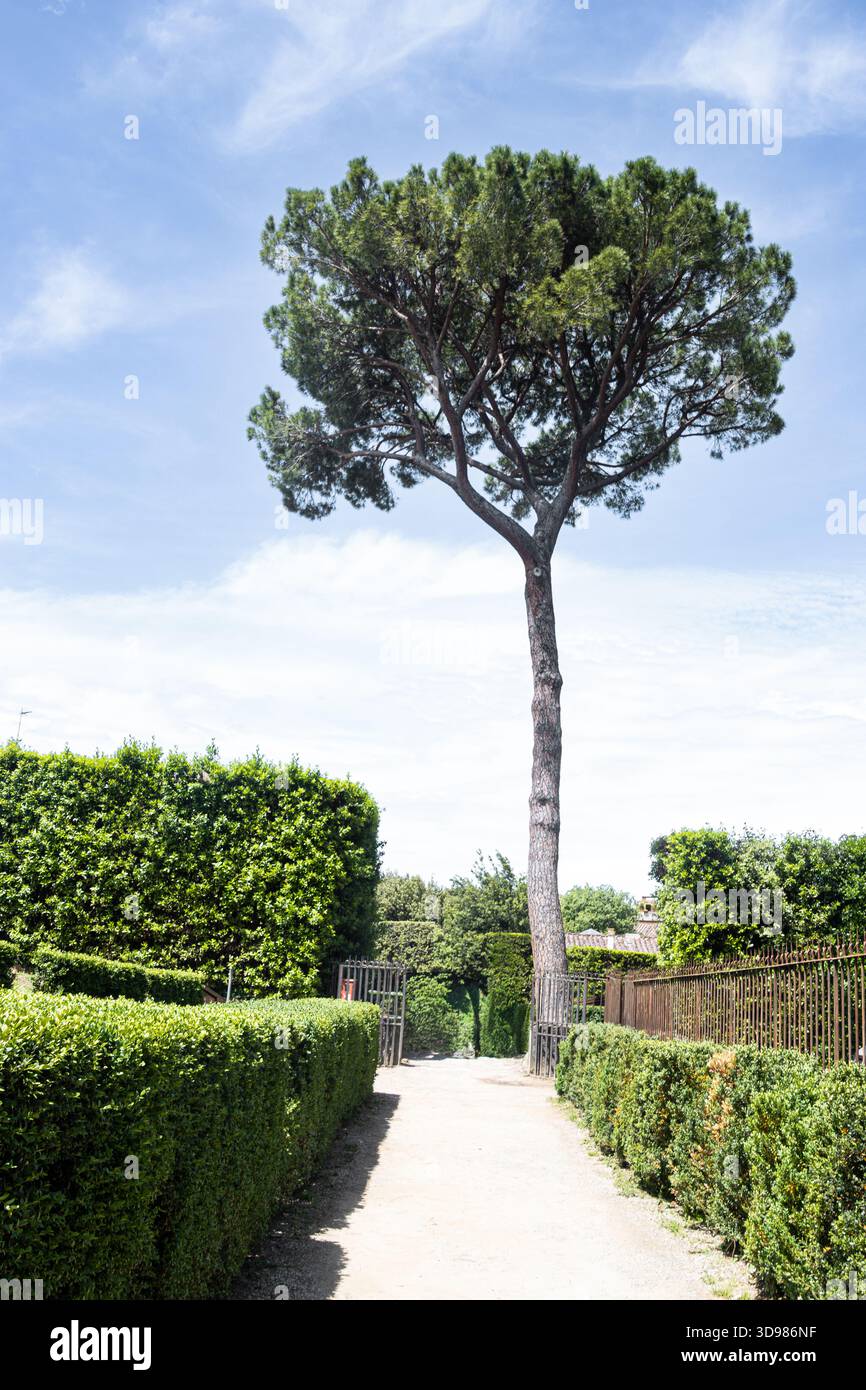 The Italian Stone Pine Named Pinus Pinea Also Known As The 